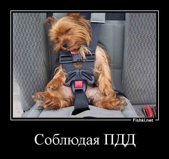 Соблюдая ПДД