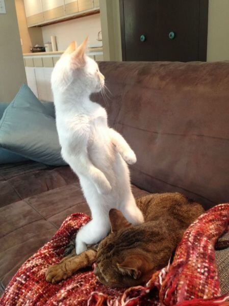 Смешной фотоприкол