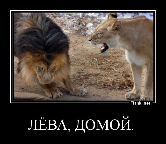 Лёва, домой. 