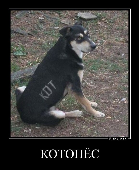 Котопёс