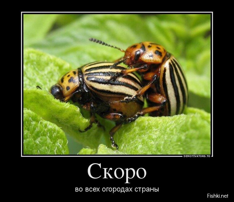 Смешной демотиватор от zubrilov за 06.05.2013 №155257