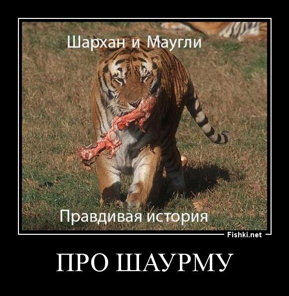 про шаурму