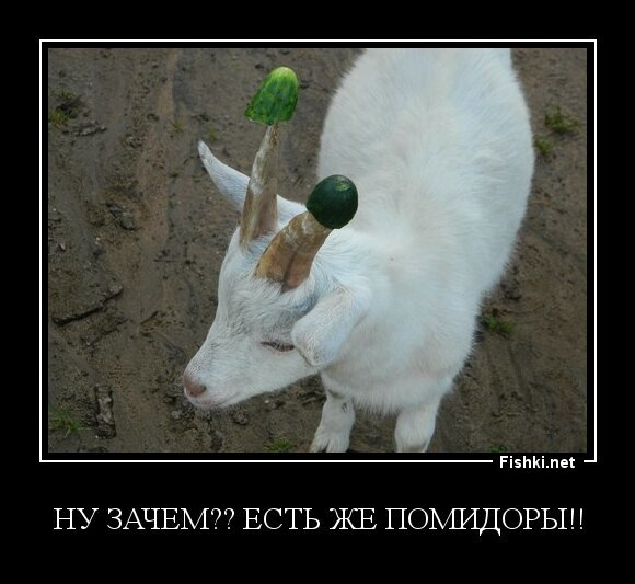 ну зачем?? есть же помидоры!!