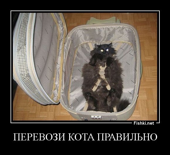 перевози кота правильно