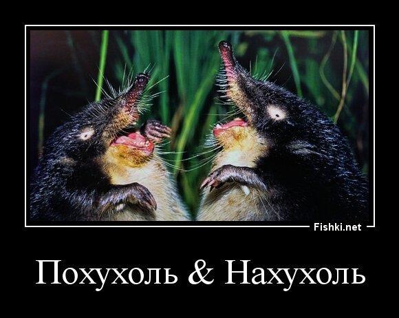 Похухоль &amp; Нахухоль