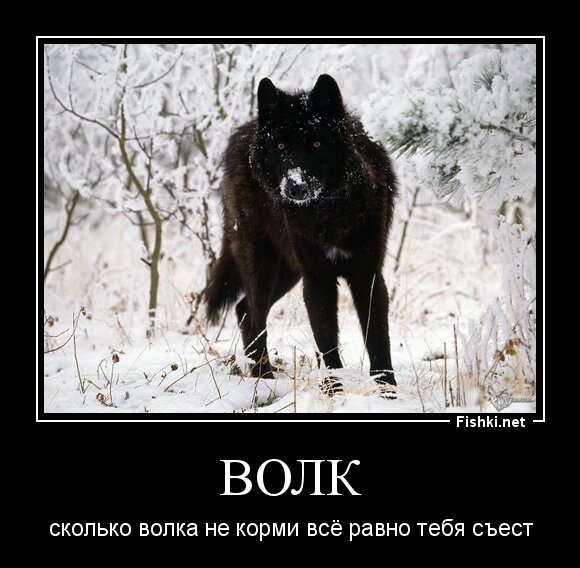 Волк