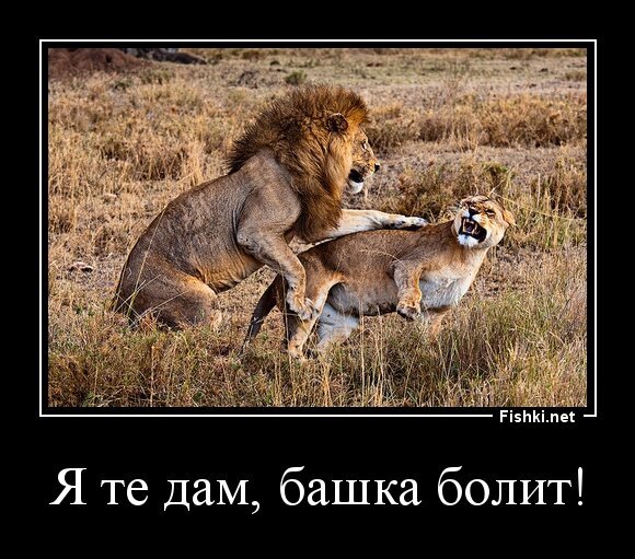 Я те дам, башка болит!