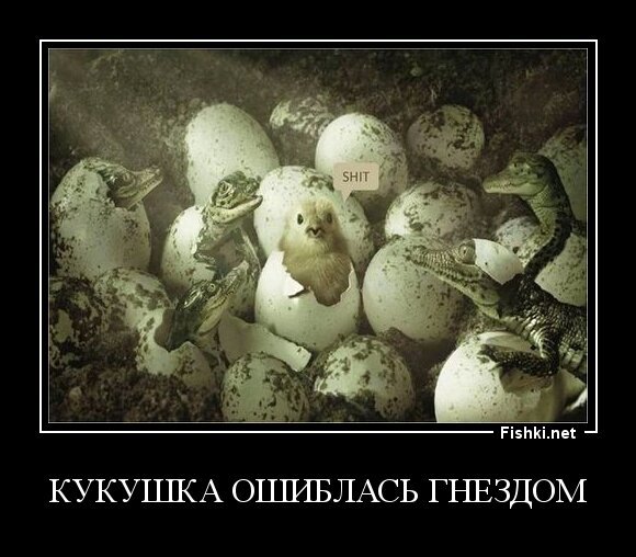 кукушка ошиблась гнездом