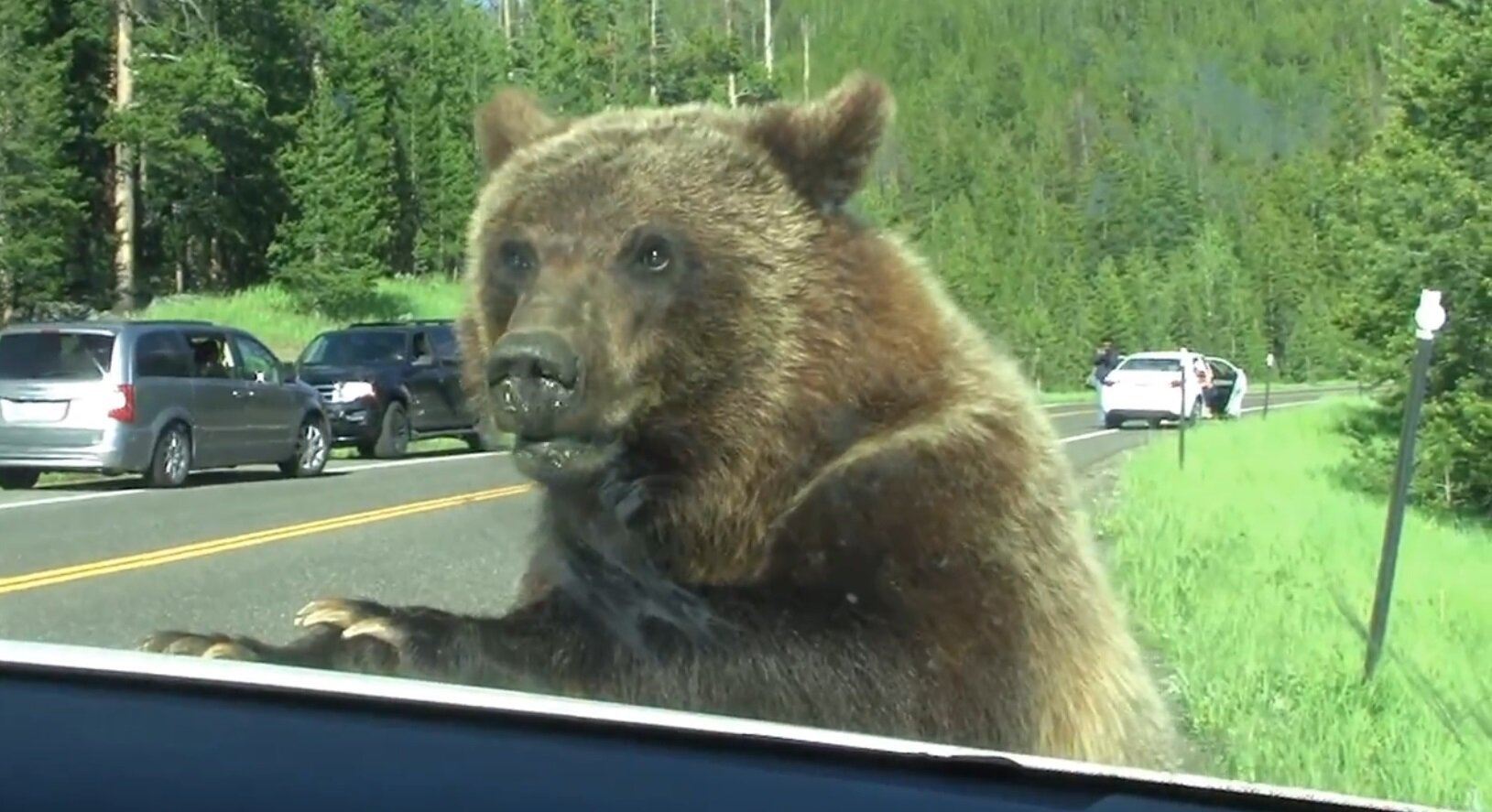 Медведь мишкино. Медведь на обочине дороги. Опасный медведь.