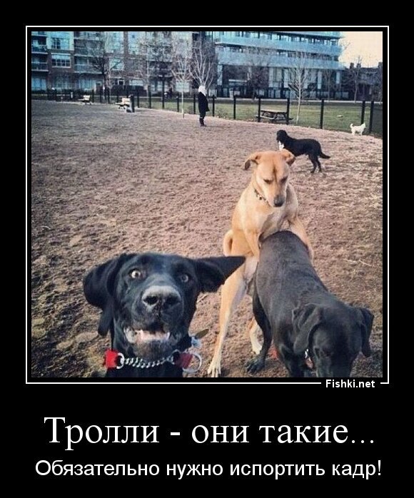 Тролли - они такие...