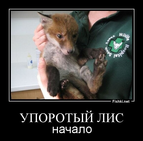 Упоротый Лис