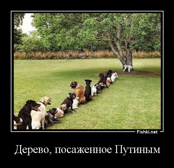Дерево, посаженное Путиным