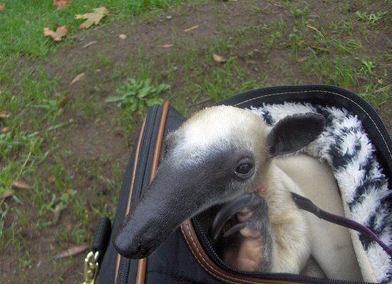 Домашний муравьед (57 фото)