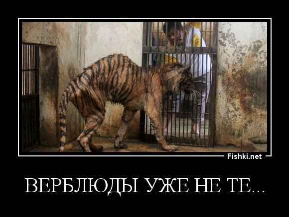 Верблюды уже не те...