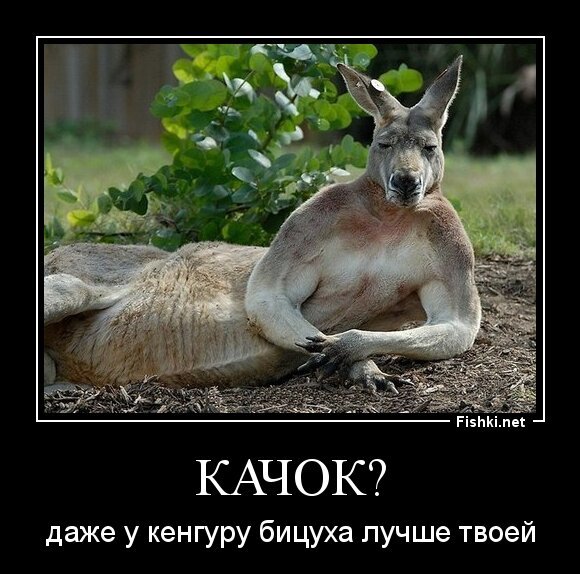 Качок?