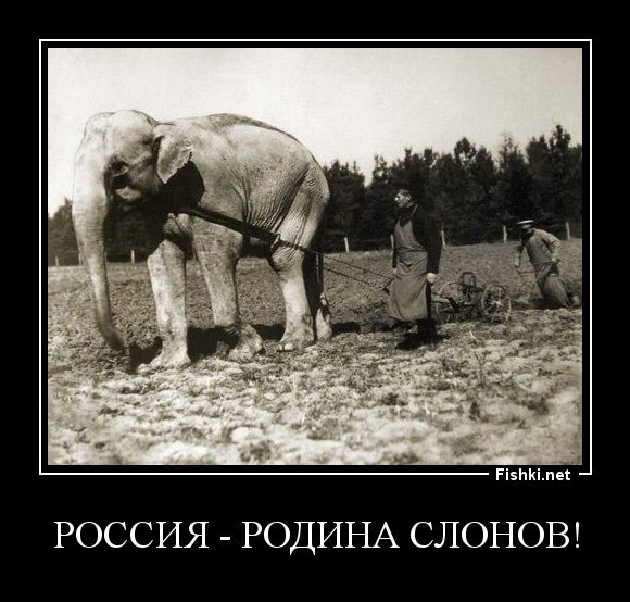 РОССИЯ - РОДИНА СЛОНОВ!