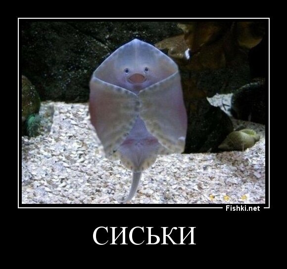 сиськи