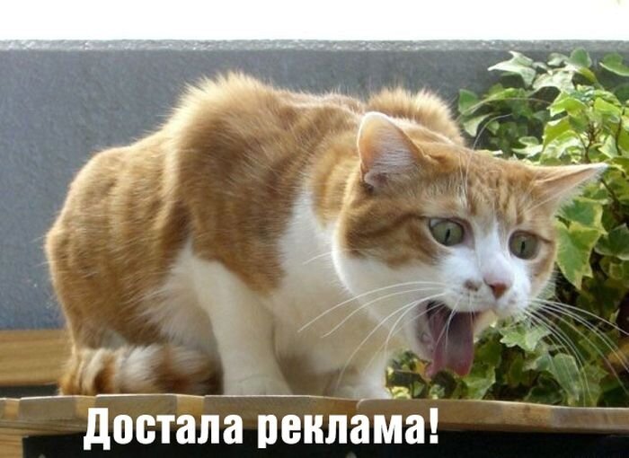 Нет рекламе, обзывающей пользователей «нищебродами»!