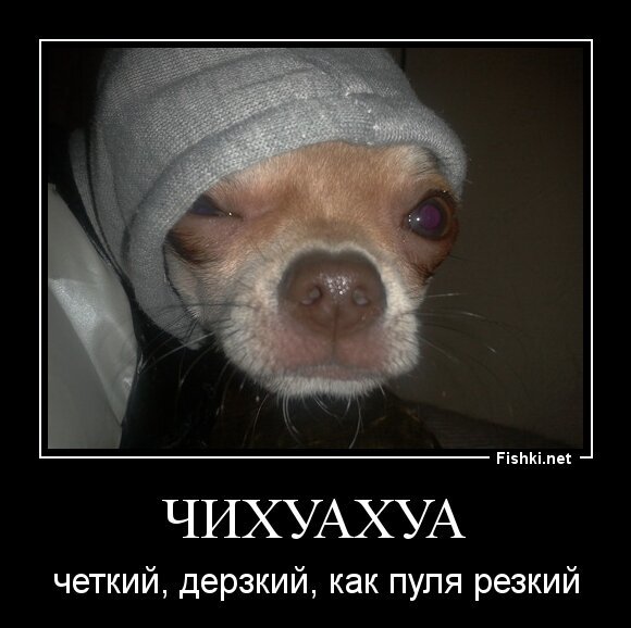 Чихуахуа
