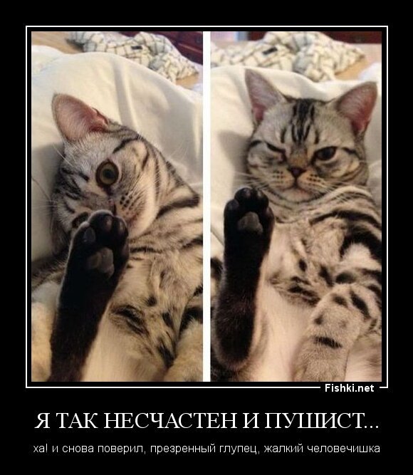 я так несчастен и пушист...