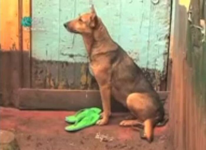 Собака на протяжении 7 лет заботится о сиротах (фото+видео)