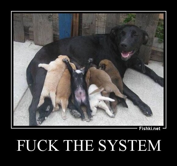 Fuck the System