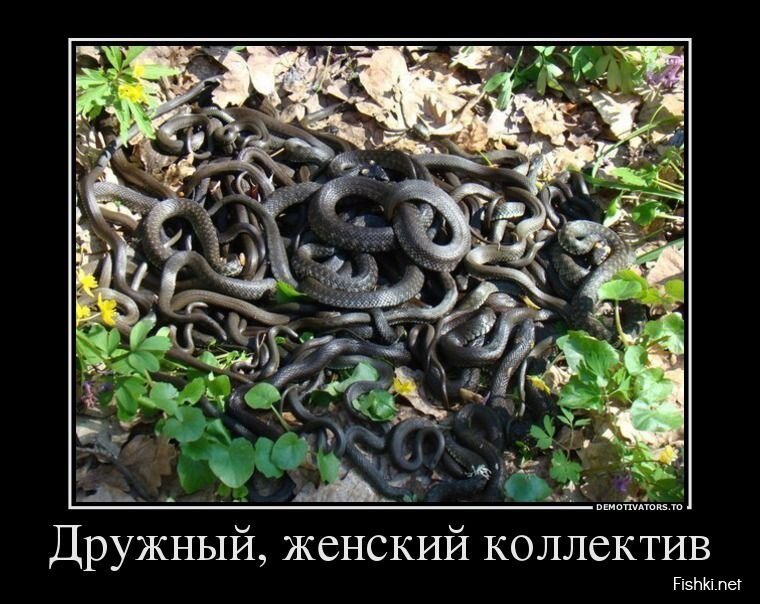 Смешной демотиватор от zubrilov за 17.07.2013 №161876