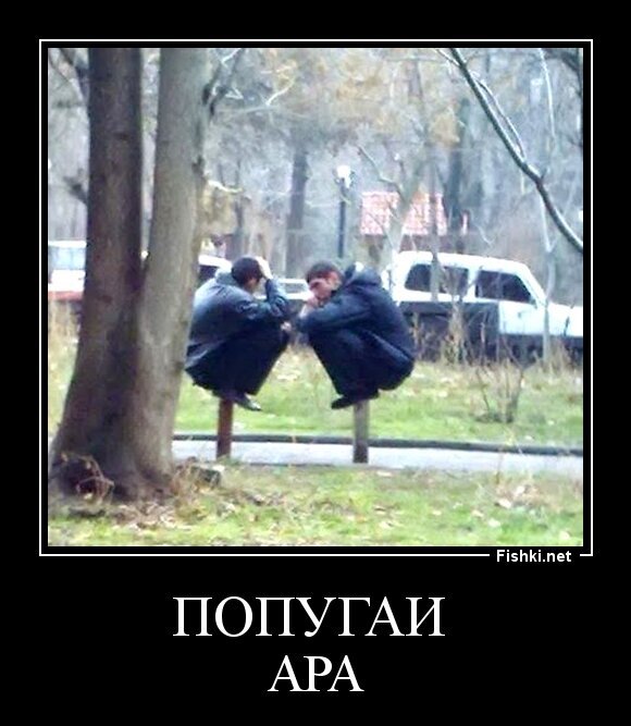 Попугаи 