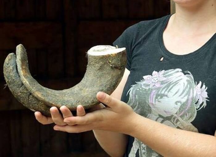 Очень странные копыта лошадей (5 фото)