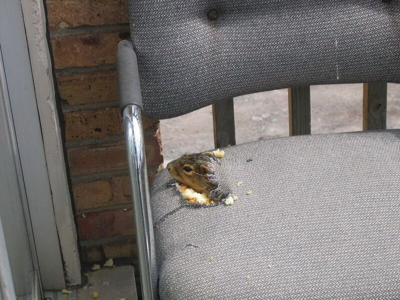 Фотоприкол онлайн бесплатно