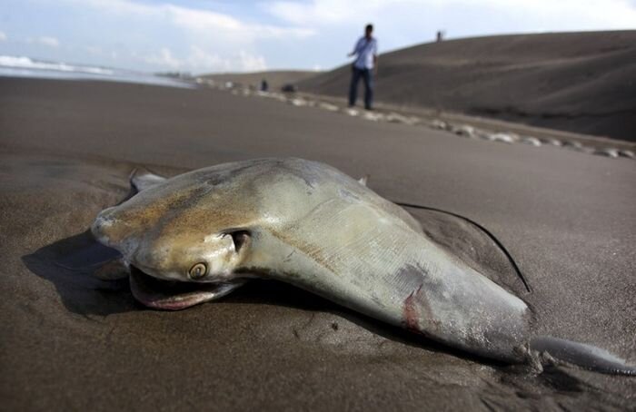Более 250 тушек скатов выбросились на берег Мексиканского залива (4 фото)