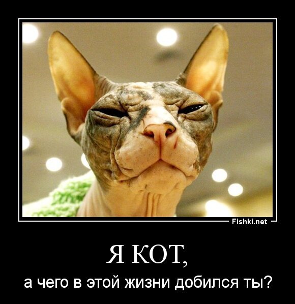 Я КОТ,