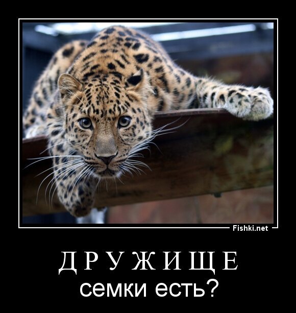 Д р у ж и щ е