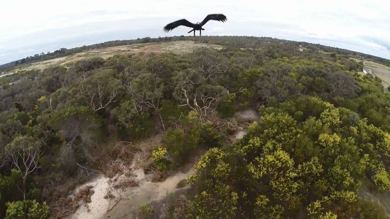 Квадрокоптер птица