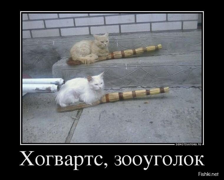 Смешной демотиватор от zubrilov за 24.07.2013 №162863