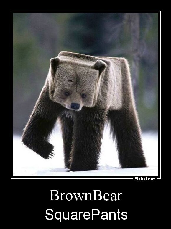BrownBear