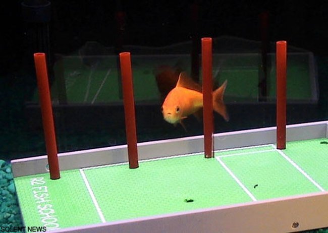 Золотая рыбка (7 фото + видео)