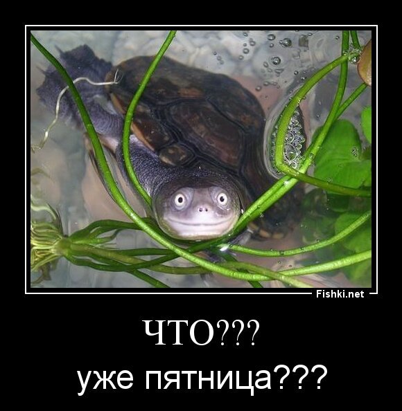 Что???