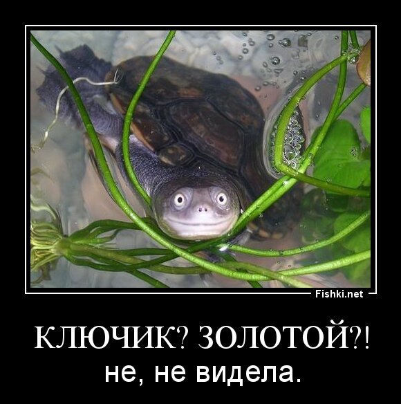 Ключик? Золотой?!