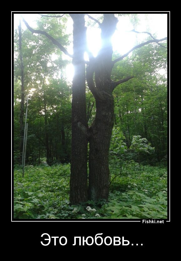 Это любовь...