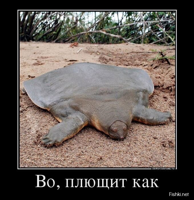 Смешной демотиватор от zubrilov за 31.07.2013 №163531