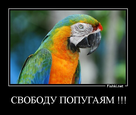 свободу попугаям !!!