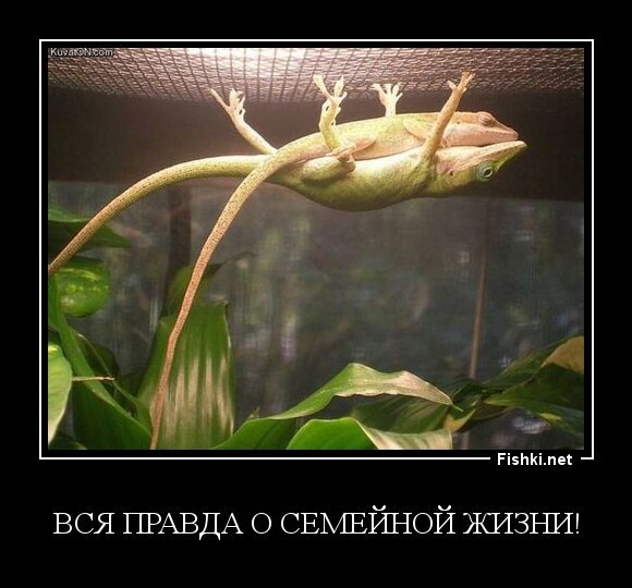 Вся правда о семейной жизни!