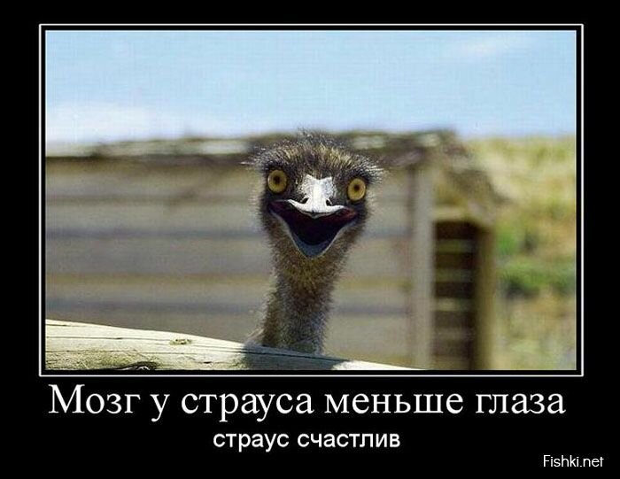 Смешной демотиватор от zubrilov за 02.08.2013 №163852