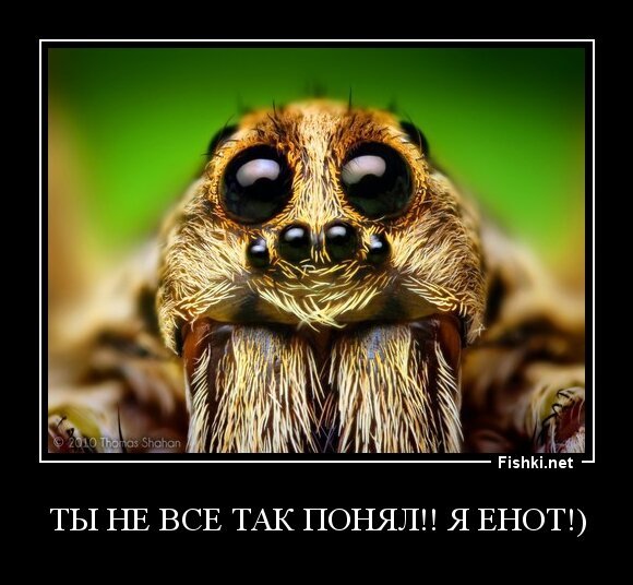 Ты не все так понял!! Я Енот!)