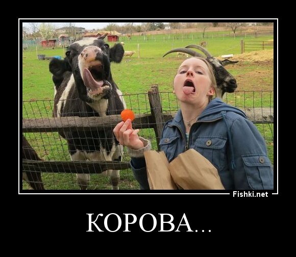 Корова...