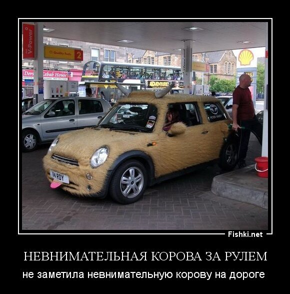Невнимательная корова за рулем