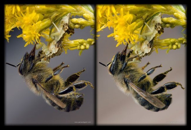 Cтереокартинки (11 штук)