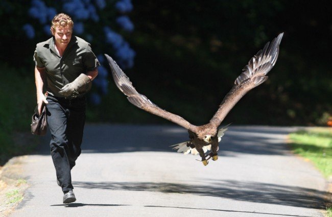 Ручной Орел (5 фото + видео)