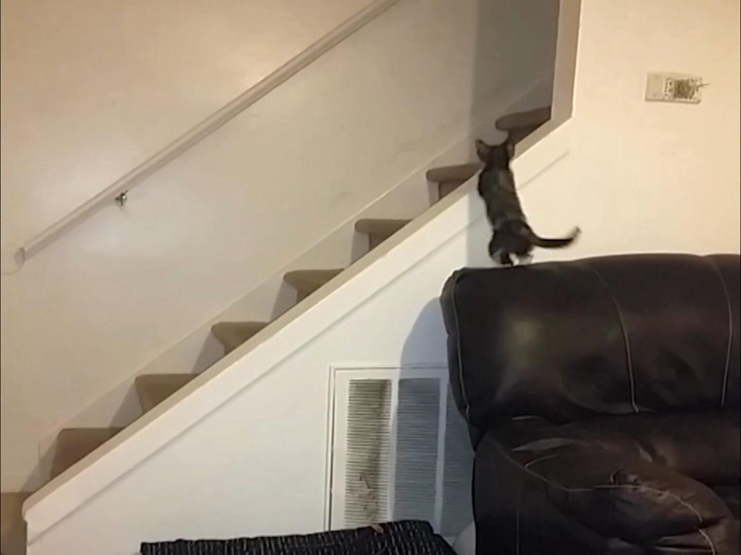Кот падает с лестницы